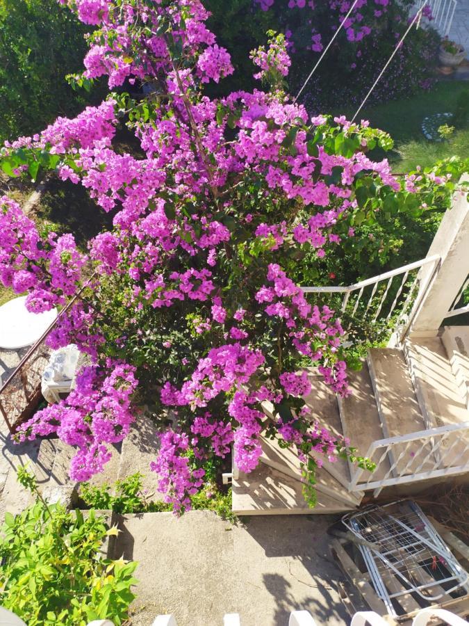 Honey Bee Cavtat 아파트 외부 사진