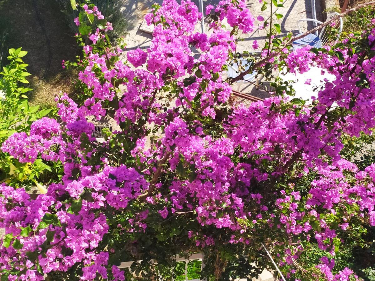 Honey Bee Cavtat 아파트 외부 사진